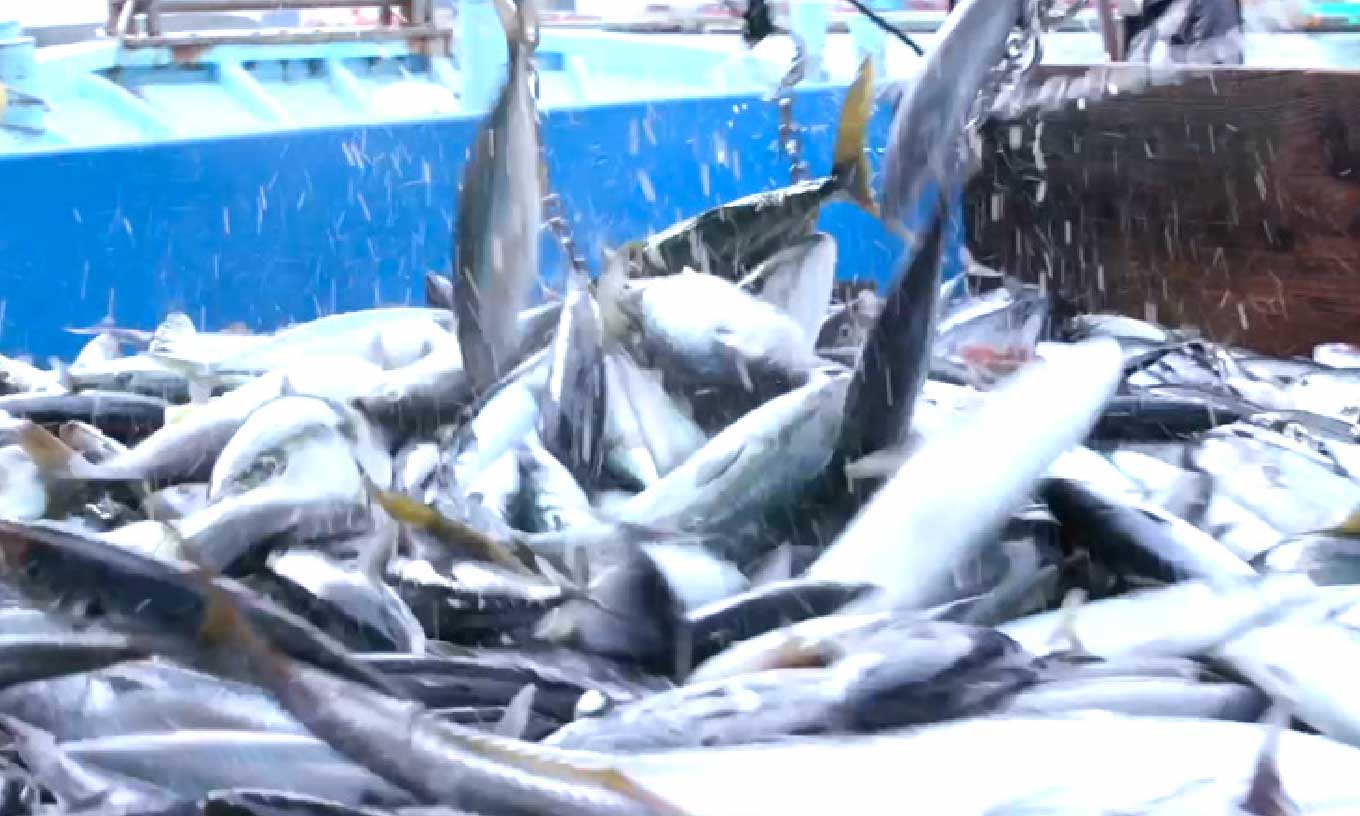 世界有数の漁場から新鮮な魚を