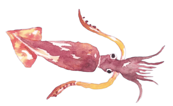 イカのイラスト