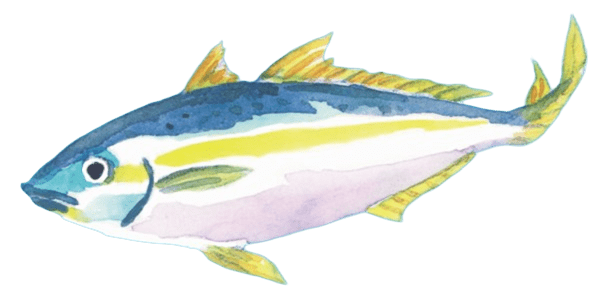 ブリのイラスト