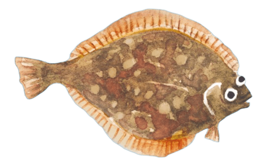 カレイのイラスト