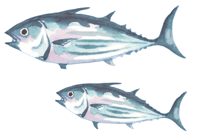 魚イラスト